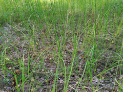 Equisetum × moorei