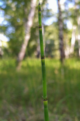 Equisetum × moorei
