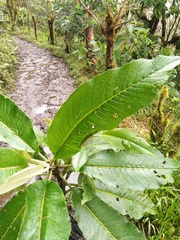 Dendrophorbium lloense