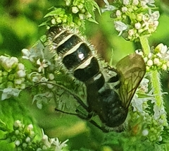 Colpa quinquecincta