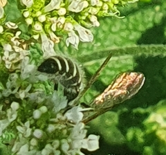Colpa quinquecincta
