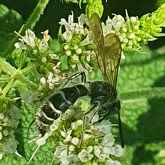 Colpa quinquecincta