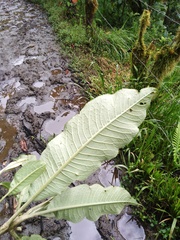 Dendrophorbium lloense