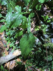 Ainsliaea latifolia