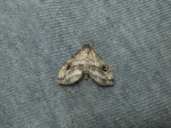 Melanomma auricinctaria