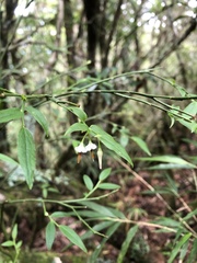 Vaccinium japonicum lasiostemon
