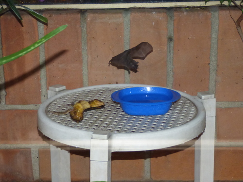 Phyllostomidae