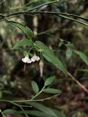 Vaccinium japonicum lasiostemon