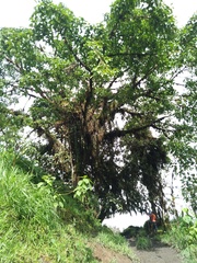 Ficus citrifolia