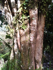 Ficus citrifolia