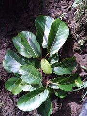 Ficus citrifolia