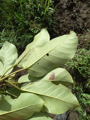 Ficus citrifolia