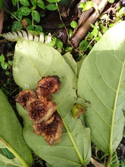Ficus citrifolia