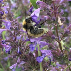 Bombus distinguendus