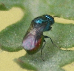 Omalus biaccinctus