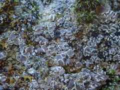 Myriolecis semipallida