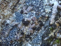 Myriolecis semipallida