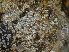 Myriolecis semipallida