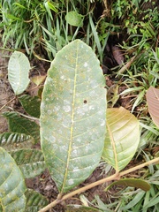 Guarea kunthiana
