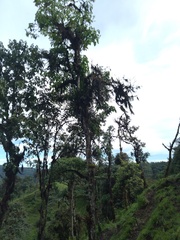 Guarea kunthiana