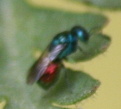 Omalus biaccinctus