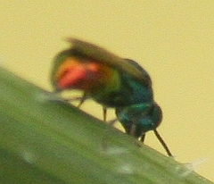 Omalus biaccinctus