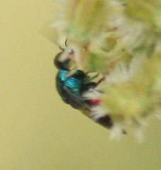 Omalus biaccinctus
