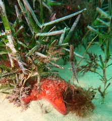 Amphibolis griffithii