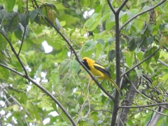Icterus mesomelas