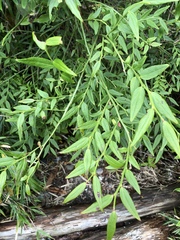 Vaccinium japonicum lasiostemon