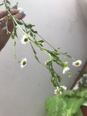 Erigeron annuus