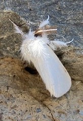 Euproctis chrysorrhoea