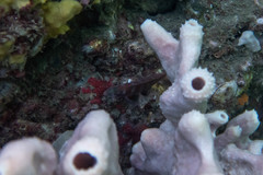 Pseudolabrus luculentus