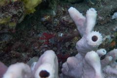 Pseudolabrus luculentus