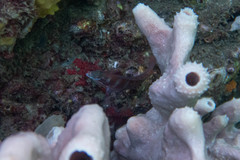 Pseudolabrus luculentus