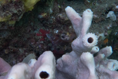 Pseudolabrus luculentus