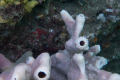 Pseudolabrus luculentus