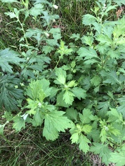 Artemisia vulgaris