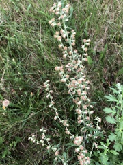 Artemisia vulgaris