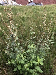Artemisia vulgaris
