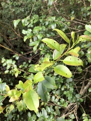 Ilex pedunculosa