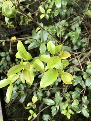 Ilex pedunculosa