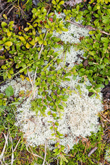 Cladonia arbuscula mitis