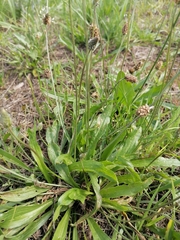 Plantago lanceolata