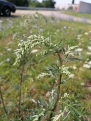 Artemisia vulgaris