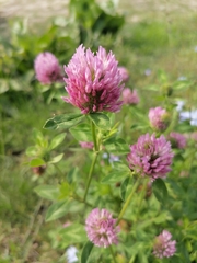 Trifolium pratense