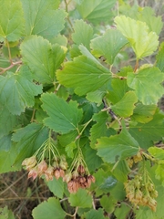 Physocarpus opulifolius