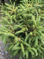 Picea morrisonicola