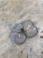 Pectinatella magnifica