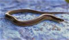 Chalcides chalcides